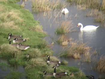 Photo of Geese on Wildbrooks